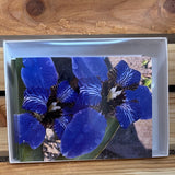 Handmade Pictured Note Cards Box Of 6