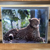 Handmade Pictured Note Cards Box Of 6